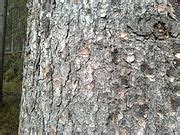detail ihlíc a kôry smreka obyčajného