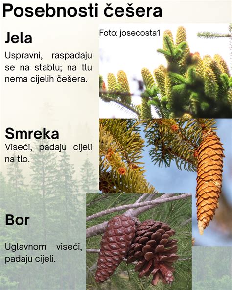 foto samčích a samičích šišiek smreka