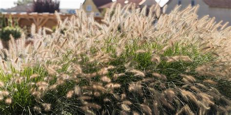 rozmanitosť okrasných tráv v záhrade