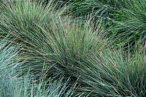 kostrava sivá s modro-sivými listami