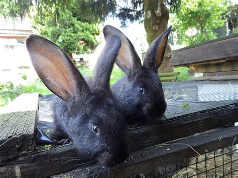 Ilustračná fotografia belgického obra