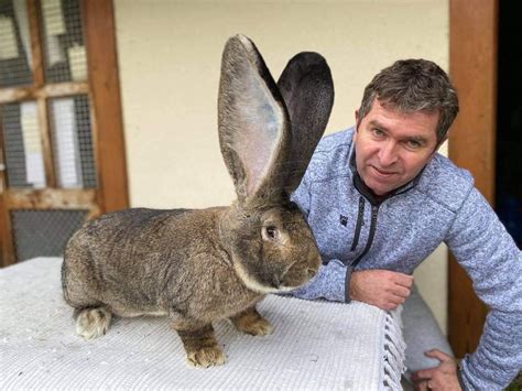 Belgický obor v divokej farbe