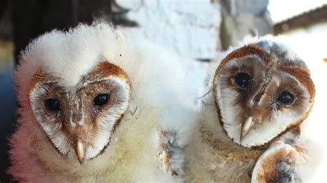 Mláďatá belgického obra