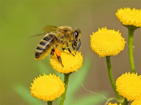 Detailné fotografie alebo ilustrácie jednotlivých druhov hmyzu (včela samotárka, lienka, zlatoočka, ucholak, motýľ).