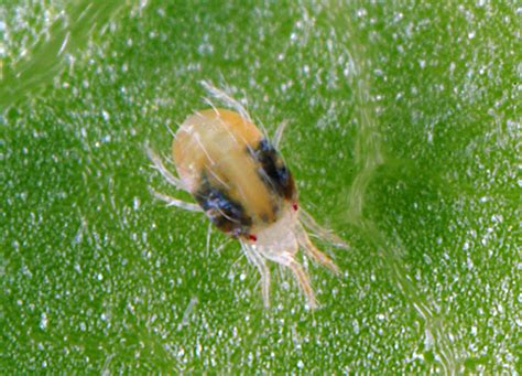 Roztočce (Tetranychus urticae) na gardénií