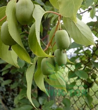 kiwi rastlina na pergole