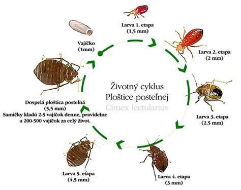 infografika zobrazujúca cyklus života ploštice a jej šírenie