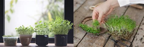 Tematické foto: čerstvá žerucha na tanieri alebo v malej nádobe, zdôrazňujúca jej použitie v kuchyni