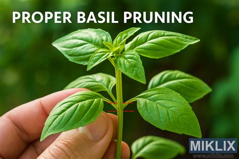 Schéma správneho rezu bazalky pre bohatší rast