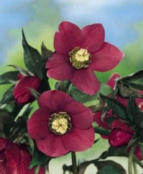 Tematické foto kvetov Helleborus orientalis 'Red Hybrids' s detailom farby a tvaru