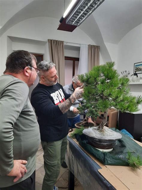 bonsajová záhrada alebo interiér s bonsajom