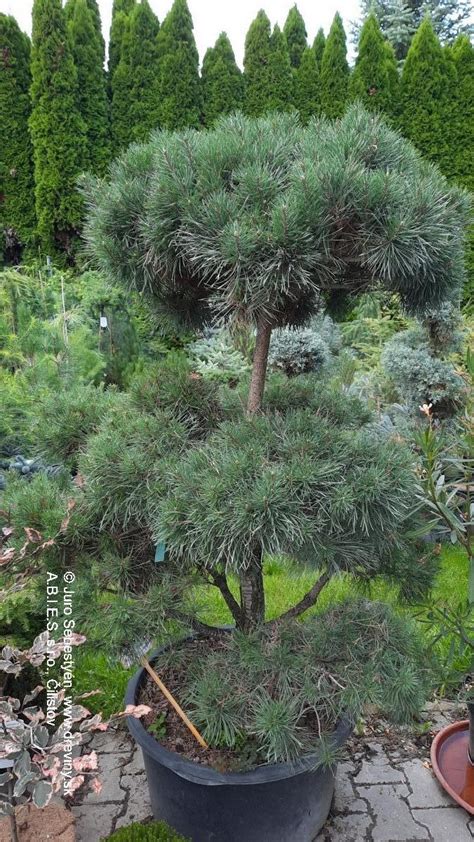bonsaj borovica kosodrevina v záhrade