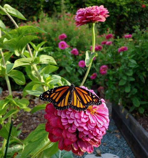 Zinnia flowers attracting bees and butterflies