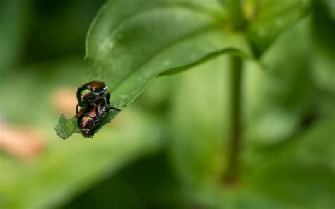 Zblízka fotografia japonského chrobáka na liste cínie