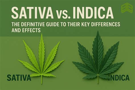 Ilustrácia porovnávajúca rastliny Indica a Sativa