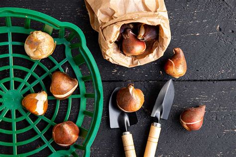 Ukážka výsadby cibúľ Nerine do črepníka, kde vrchná časť cibule zostáva nad povrchom pôdy.