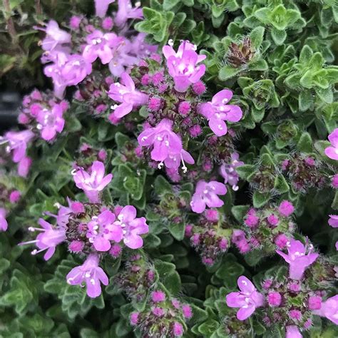 Ilustrácia rastliny Materina dúška (Thymus Serpyllum) s detailom kvetov a listov.