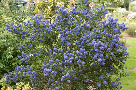 Detail kvetov a listov kultivaru Ceanothus 'Victoria'
