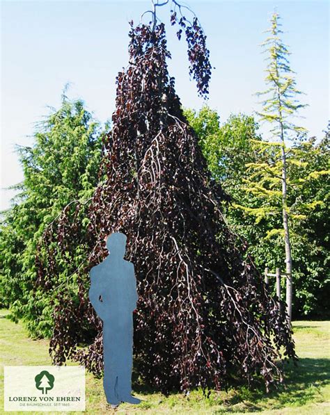 Detail listov a kôry buka lesného 'Purpurea Pendula'