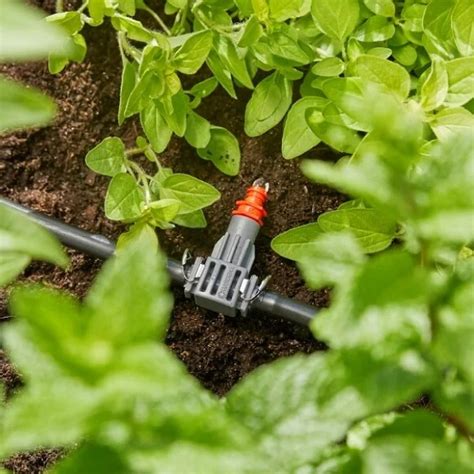 Schéma fungovania kvapkovej závlahy s vyznačeným prísunom vody ku koreňom