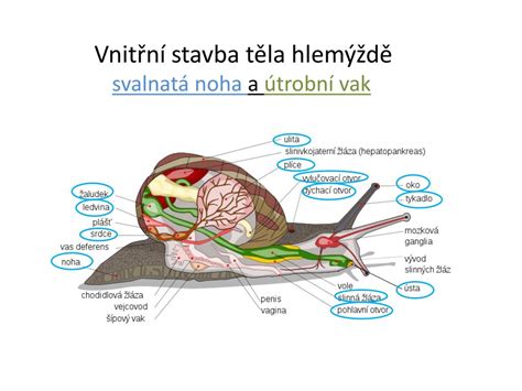 farebná schéma stavby ulity vodného slimáka s vyznačeným pľúcnym vakom