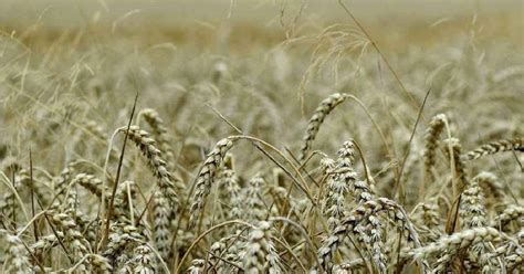 História objavu a prvých hybridov tritikale