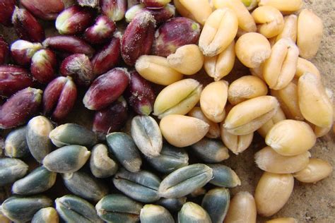 Proces šľachtenia a kríženia odrôd