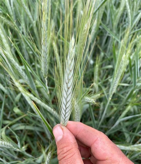 Porovnanie úrodnosti tritikale s inými obilninami v rôznych podmienkach