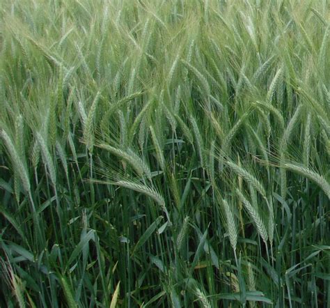 Využitie tritikale na výrobu bioetanolu