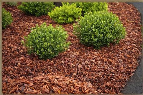 borovicová mulčovacia kôra rozložená na záhone