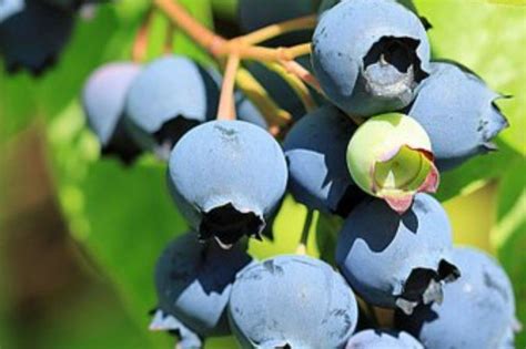 Schéma rastu a optimálnej výsadby kríkov kanadskej čučoriedky