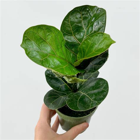 Detail listu Ficus lyrata