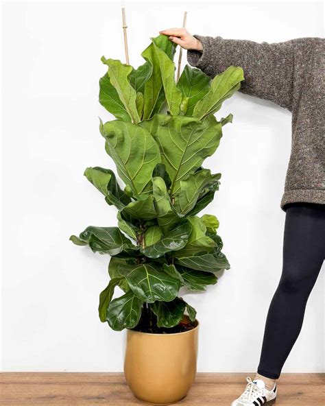 Umelý Fikus Lyrata 150 cm v modernom interiéri