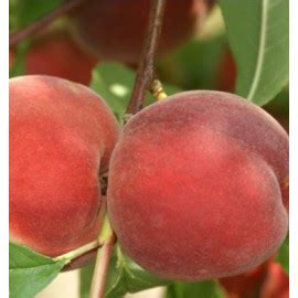 Ilustračná fotografia broskyne odrody Cresthaven