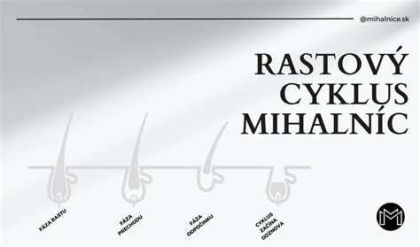 infografika znázorňujúca rastový cyklus repky olejnej od sejby až po zber