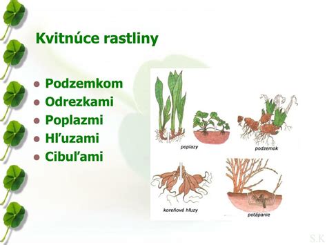 Koláž príkladov rastlín vhodných na rozmnožovanie odrezkami