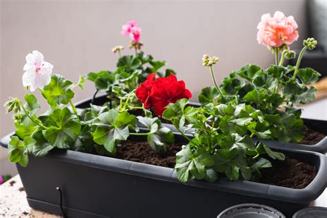 osteospermum v kvetináči na balkóne, kombinované s muškátmi