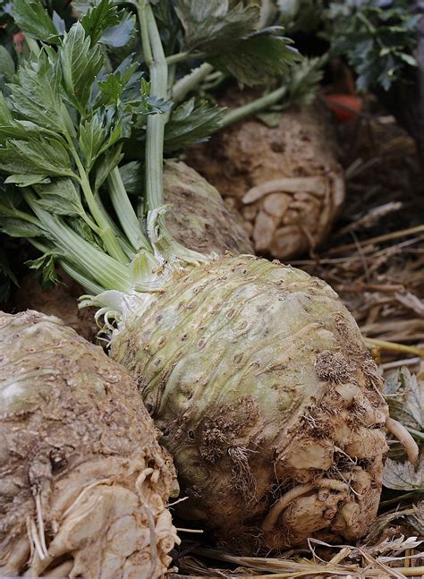 Záhon zeleru počas vegetačného obdobia