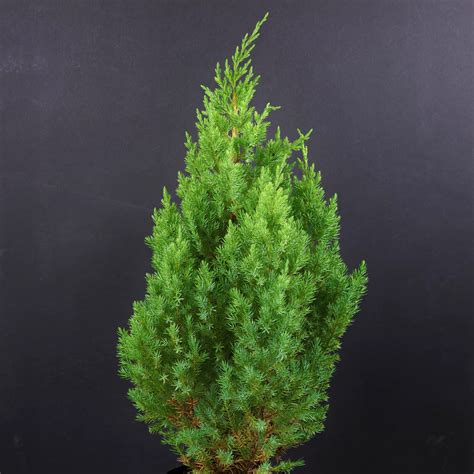 Profil rastliny Juniperus chinensis 'Stricta' s detailom na ihličie a tvar vetiev
