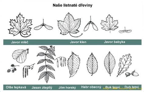 Schéma rastu a detail listov hrabu obyčajného