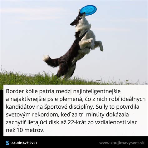 Tematická fotografia psa na zelenom trávniku