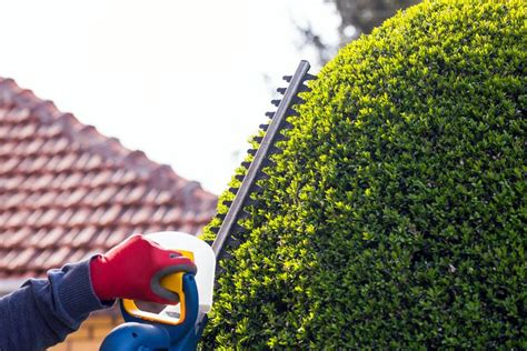 Tvarovanie živého plota z hrabu pomocou nožníc
