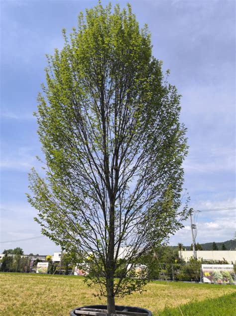Hrab obyčajný pestovaný v črepníku na terase
