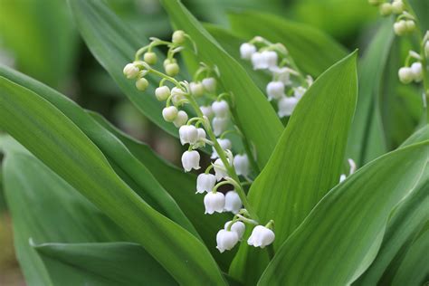 Tematické foto: Konvalinka voňavá v prirodzenom prostredí
