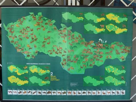 Mapa rozšírenia medvedieho cesnaku v európskych lesoch