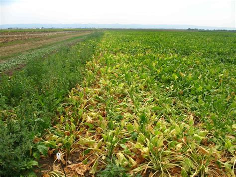 Vizualizácia prejavov dlhodobého vodného deficitu a vädnutia listov repy