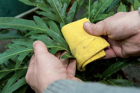 Návod na utieranie listov fikusov vlhkou handričkou.