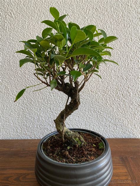 Starý bonsaj Ficus retusa v miske