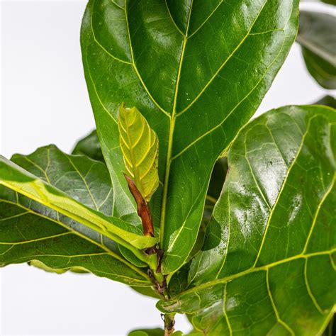 Detailná schéma rozdielov v listoch a vzraste medzi Ficus elastica, Ficus lyrata a Ficus benjamina