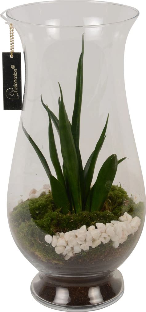 Aranžmán primuly v sklenej mise